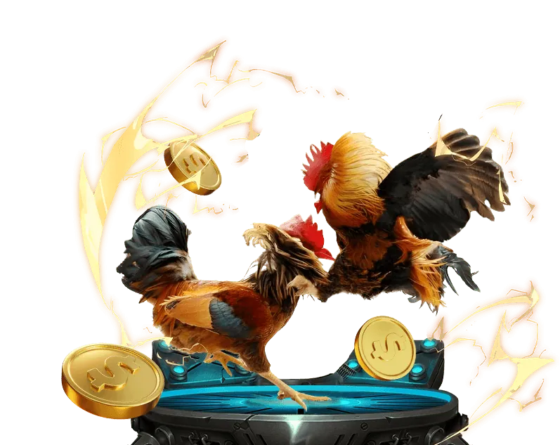 Sân đấu đá gà trực tiếp